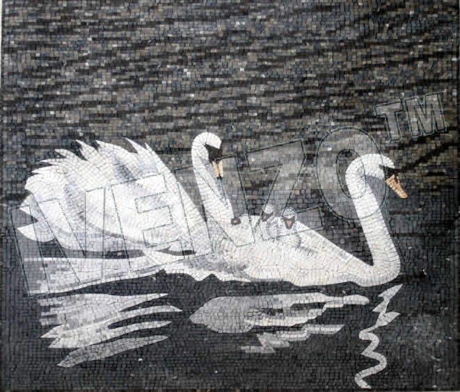 Mosaic AN050 swans with offspring