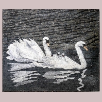 Mosaic swans with offspring